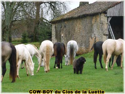le bouvier des flandres et le cheval - Elevage du CLOS DE LA LUETTE - COPYRIGHT DEPOSE
